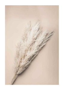 Pampas Grass-1